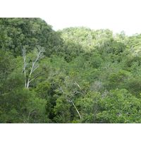 3-guajataca-state-forest-puerto-rico-2013-023