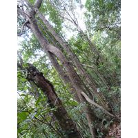3-guajataca-state-forest-puerto-rico-2013-028