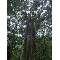 3-guajataca-state-forest-puerto-rico-2013-049