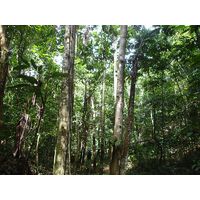3-guajataca-state-forest-puerto-rico-2013-054