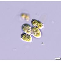 Desmodesmus denticulatus
