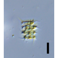 Desmodesmus lefevrei