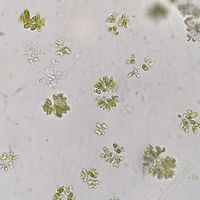 Dimorphococcus lunatus