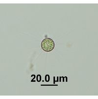Golenkinia radiata