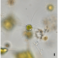Golenkiniopsis longispina