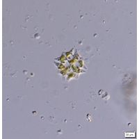 Stauridium tetras var. apiculatum
