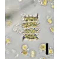 Scenedesmus soli
