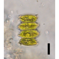 Scenedesmus striatus