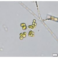 Westella botryoides
