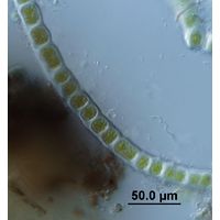 Cylindrocapsa geminella