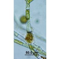 Oedogonium sexangulare