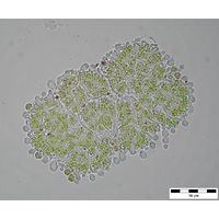 Botryococcus braunii 