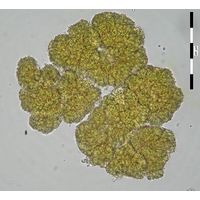 Botryococcus neglectus