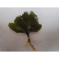 Flabellia petiolata