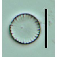 Cyclotella atomus