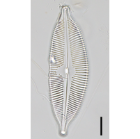 Cymbopleura cuspidata