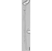 Eunotia flexuosa