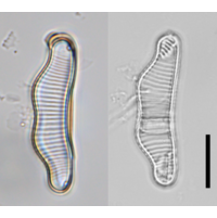 Eunotia islandica