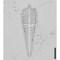 Gomphonema augur