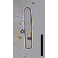 Humidophila brekkaensis