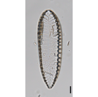 Iconella helvetica
