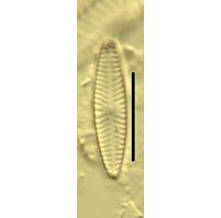 Navicula cryptotenella