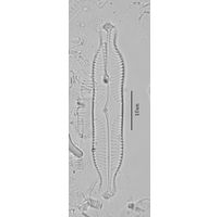 Pinnularia grunowii