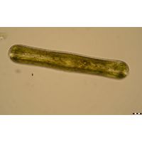 Pinnularia nobilis