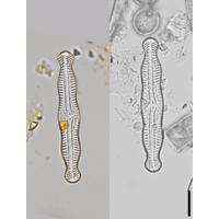 Pinnularia angusta