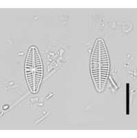 Planothidium frequentissimum