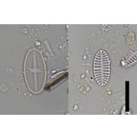Platessa oblongella