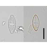 Psammothidium rechtense