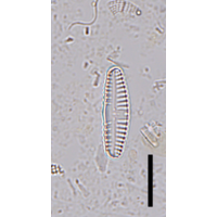 Reimeria sinuata 