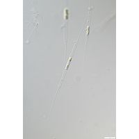 Urosolenia longiseta
