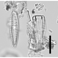 Rhoicosphenia abbreviata