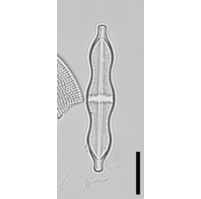 Stauroneis smithii