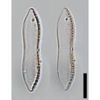 Tryblionella aerophila
