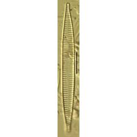 Synedra ulna
