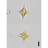Tetraplektron laevis 