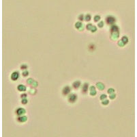Chroococcus aphanocapsoides