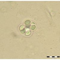 Chroococcus mipitanensis