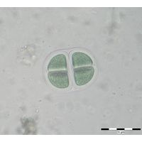 Chroococcus pulcherrimus