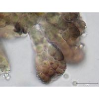 Entophysalis atroviolacea