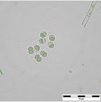 Limnococcus limneticus