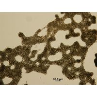 Microcystis aeruginosa