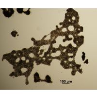 Microcystis aeruginosa 