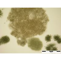 Microcystis flos-aquae (+ M. ichtyoblabe)