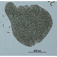 Microcystis ichtyoblabe