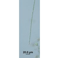 Raphidiopsis raciborski
