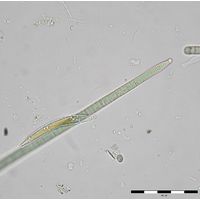 Microcoleus fonticola